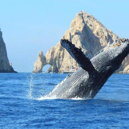 Best Location In Medano Beach -Marina Sol Lrg 2 Bed Steps To Beach, Downtown & Marina Cabo San Lucas Exteriér fotografie