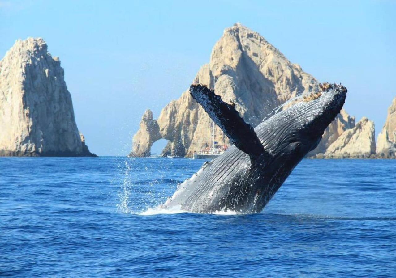 Best Location In Medano Beach -Marina Sol Lrg 2 Bed Steps To Beach, Downtown & Marina Cabo San Lucas Exteriér fotografie